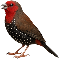 Painted Finch